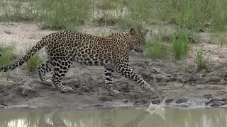 SafariLive Feb 03 - Are we sure Tlalamba is a leopard?