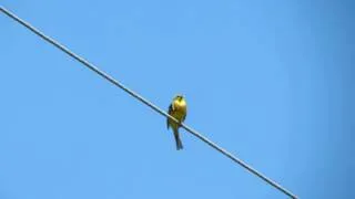 Овсянка обыкновенная / Yellowhammer (Emberiza citrinella) 22.05.2014