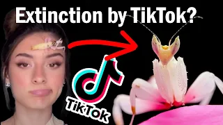 TikTok's Exotic Pet Problem