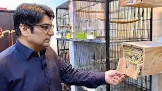 Tour of MS Aviary|| Birds Breeding Farm|| Birds Farming|| LoveBirds Business|| Business idea. Part 2