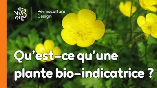 La minute permaculture #8 : QU'EST-CE QU'UNE PLANTE BIO-INDICATRICE ?