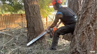 Tree Cutting for the Professional Home Owner