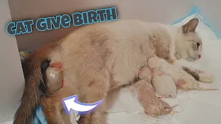 Cat Giving Birth to 5 Kittens | Siamese Lynx Point Kittens