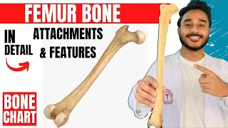 femur bone anatomy 3d | anatomy of femur bone attachments anatomy | bones of lower limb anatomy