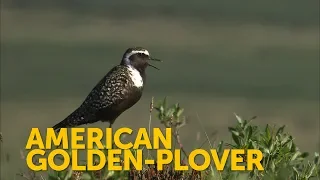American Golden-Plover