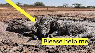Обессиленные слоны увязли в грязи и не могли выбраться. Посмотрите что было дальше