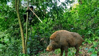 Survival alone, wild boar detection, ferocious boar trap skills, survival instinct