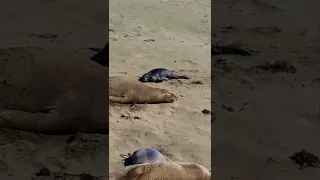 Baby elephant seal struggles back to mama on a blustery Piedras Blancas day!