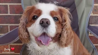 Our Cute Dog, Bailey 🐕 | Compilation #cavalierkingcharlesspaniel