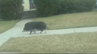 Pig caught taking stroll down Detroit street