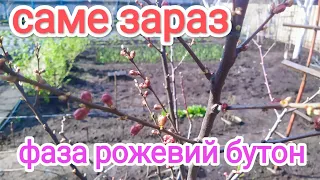 НАДВАЖЛИВО! Час обробки по рожевому бутону. Не затягуйте. Знищуємо шкідників та хвороби!