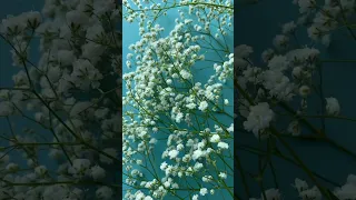 #shorts Gypsophila, Carnation,Caryophyllaceae. From Eurasia,Africa,Australia,Turkey&Pacific Islands.