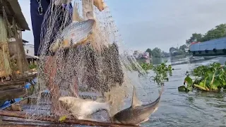 chú sáu quăng chài quá đẹp bắt 2 bầy cá lớn kéo rung dò luôn mọi người ơi hit a school of big fish