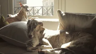 By My Side - un documental sobre galgos, maltrato y adopción