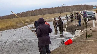 ТОННЫ РЫБЫ В ЛУЖЕ прямо у ДОРОГИ!!! Рыбалка на ПАУК ПОДЪЕМНИК ВЕСНОЙ. Рыбалка на паук