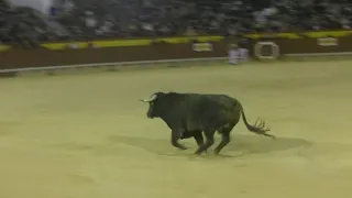 CASTELLON. FERIA MAGDALENA 2019. DAMAS DEL RECORTE