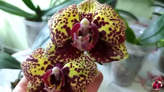 Орхідеї і МОХ / ЯК правильно доглядати