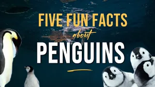 Penguins! Fun Facts about Penguins