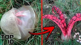 Top 10 Scary Poisonous Plants You Won't Believe