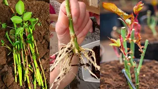 How To Grow Rose From Cutting using toilet Paper | Growing Rose Steam Cutting
