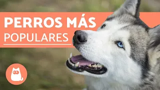 TOP 10 Razas de Perros MÁS POPULARES del Mundo