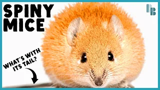 Spiny Mice Can Regenerate