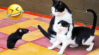 New Funny Animals 😂 Funniest Cats and Dogs Videos 😺🐶 #109