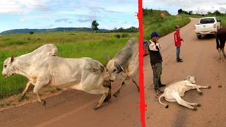 MARRUCO AGRESSIV0! MEXENDO COM GADO NA PISTA PA.😱