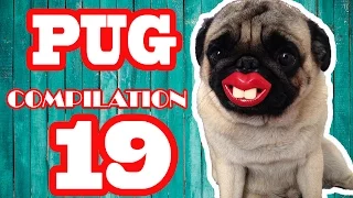 Pug Compilation 19 - Funny Dogs but only Pug Videos | Instapugs