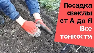 Посадка свеклы от А до Я / Все тонкости / Огород дяди Вовы