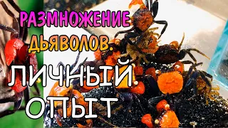 РАЗМНОЖЕНИЕ КРАБОВ Geosesarma sp. Red Devil. ЛИЧНЫЙ ОПЫТ СОДЕРЖАНИЯ