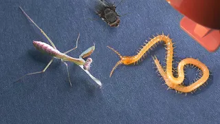 MANTIS GIUSEPPE FIGHTS A MILLIPEDE!