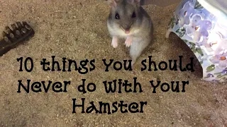 10 Things You Should Never Do With Your Hamster