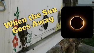 Honey Bee Activity During the Solar Eclipse