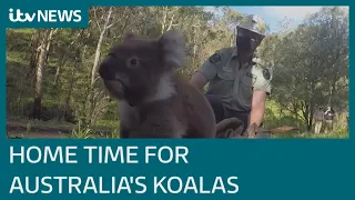 Australia's koalas return after colossal wild fire destruction | ITV News