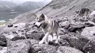 Владимир Высоцкий  Корабли постоят