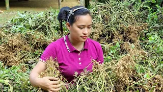 How to Peanuts Harvest Fresh From Farm | Lý Thị Ca