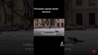 Спас собаку рискуя своей жизнью