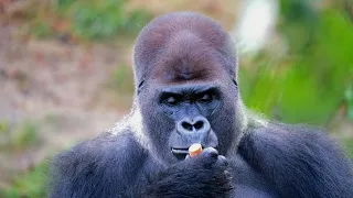 Gorilla Comes Face To Face With Alpha Silverback | African Wildlife  National Park, Zimbabwe, Africa