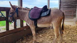 Training Your donkey to accept fly spray