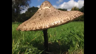 Parasol Mushroom Identification, Macrolepiota procera