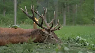 Spannende Pirsch mit dem Hirschruf - kapitaler Vierzehnender auf der Strecke