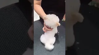 Cute And Funny Pomeranian Videos 76 😍😍