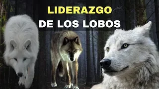 EL LIDERAZGO DE LOS LOBOS I Enseñanzas de los animales 🐺