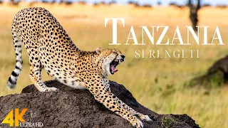 Tanzania & Serengeti 4K - Relaxing Music Along With Beautiful Nature Videos (4K Video Ultra HD)