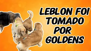 Vimos vários Goldens no passeio da Amora!