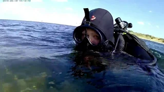 Diving with perch in great numbers