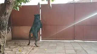Big Rottweiler  in action.