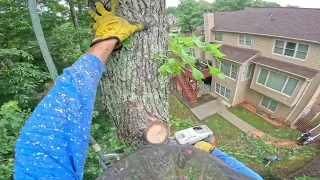 REMOVING 6 TREES IN THE BACK YARD