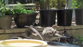 Mourning Dove pair preening and stretching at the birdbath